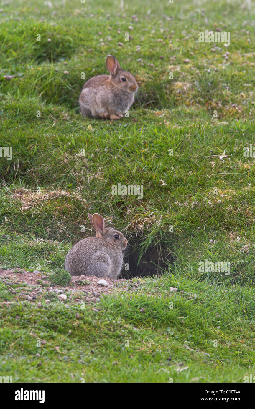 Rabbit burrows hires stock photography and images Alamy