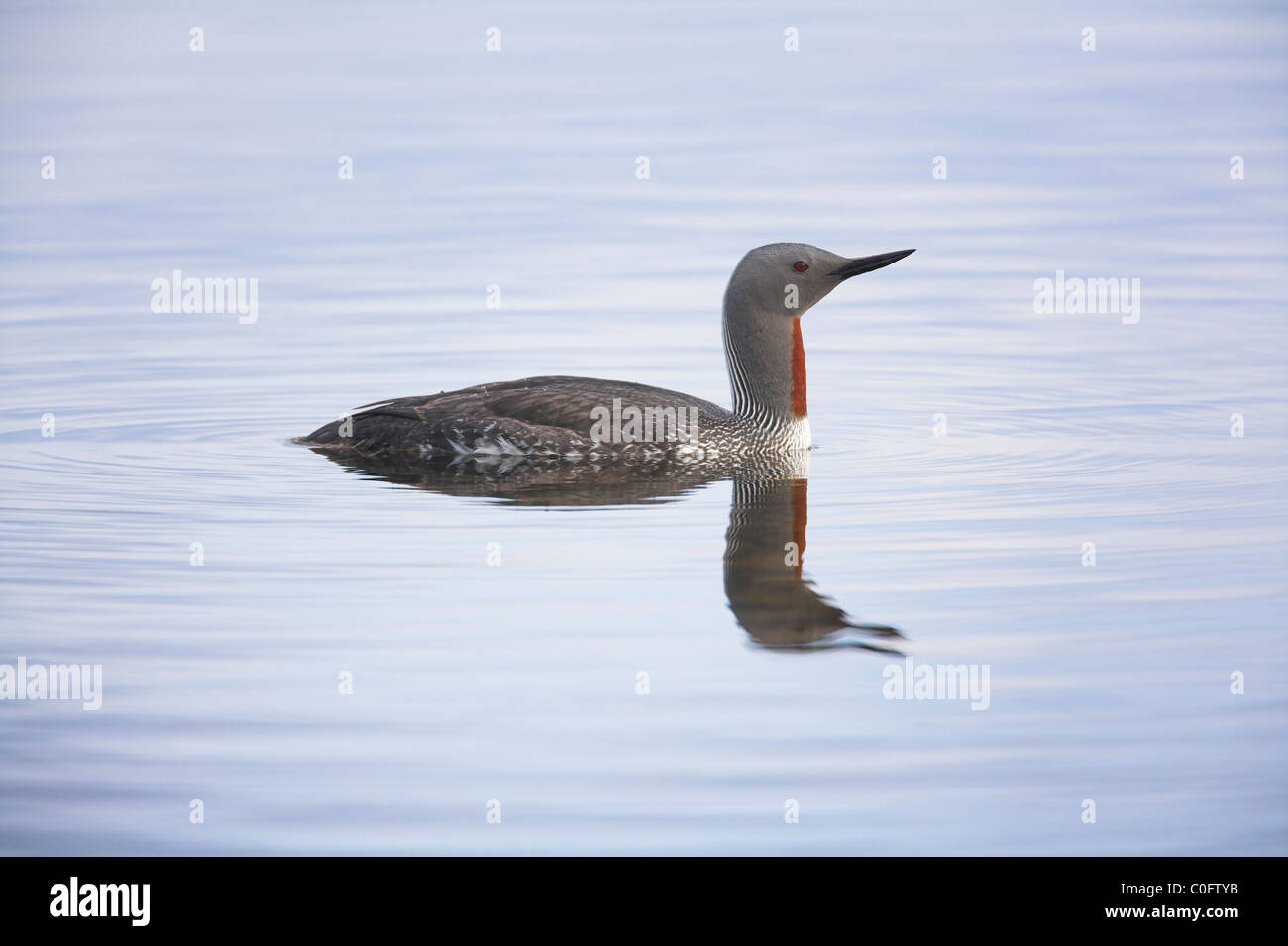 Red-throated Diver Gavia stellata swimming at undisclosed site, Shetland Isles in June. Stock Photo