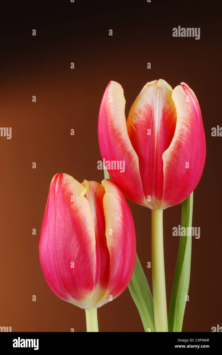 Red and yellow tulips Stock Photo - Alamy