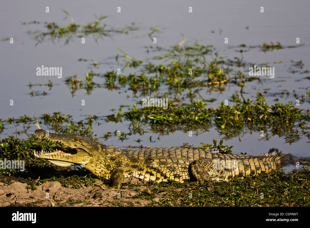 A nile crocodile near the waters edge it is facing left jaws slightly open. Stock Photo