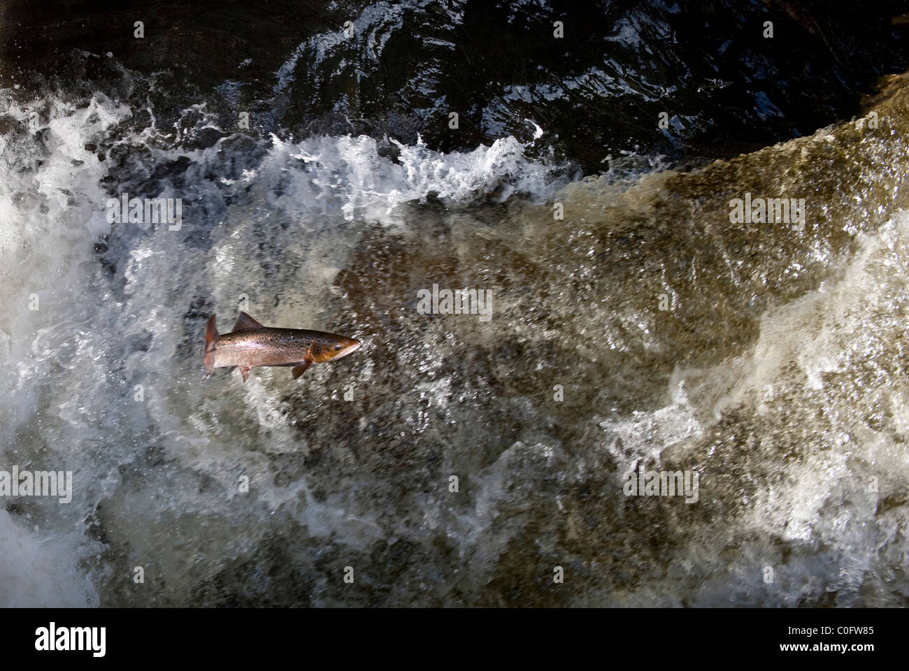 photograph of wild salmon jumping in the river dee in scotland Stock