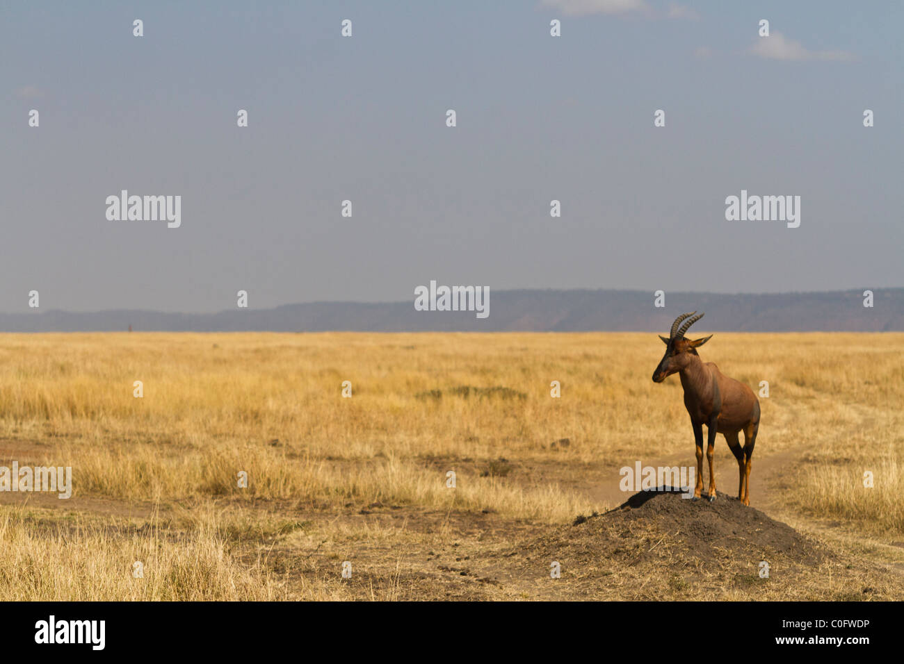 Topi standing on a termite mound (to claim territory) in Kenya. The animal is seen in three quarters he is looking to the left Stock Photo