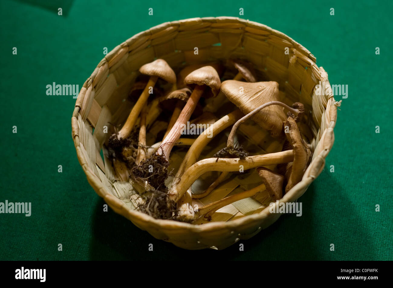 Inocybe mushrooms from Mexico in a basket Stock Photo