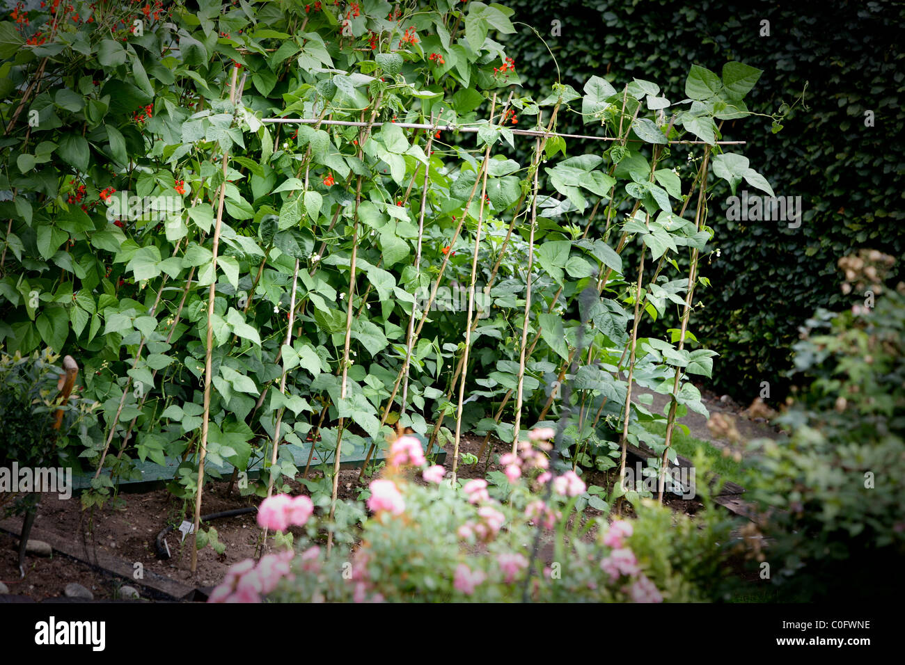 Peas and beans growing in an allotment or garden Stock Photo Alamy