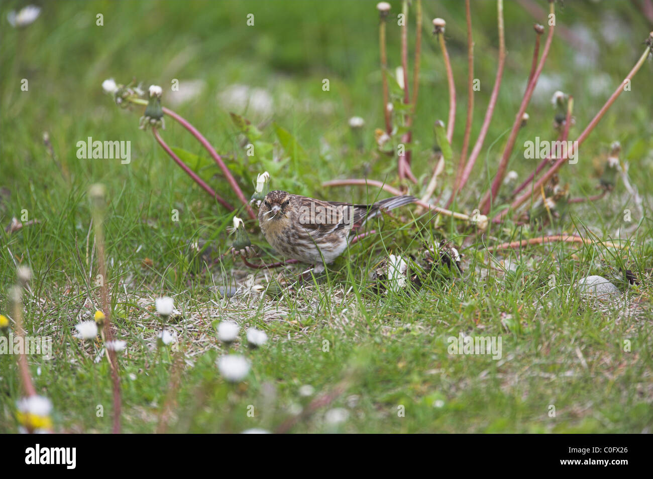 Twite Carduelis flavirostris male feeding on flower seeds at Leebotten, Shetland Mainland in June. Stock Photo