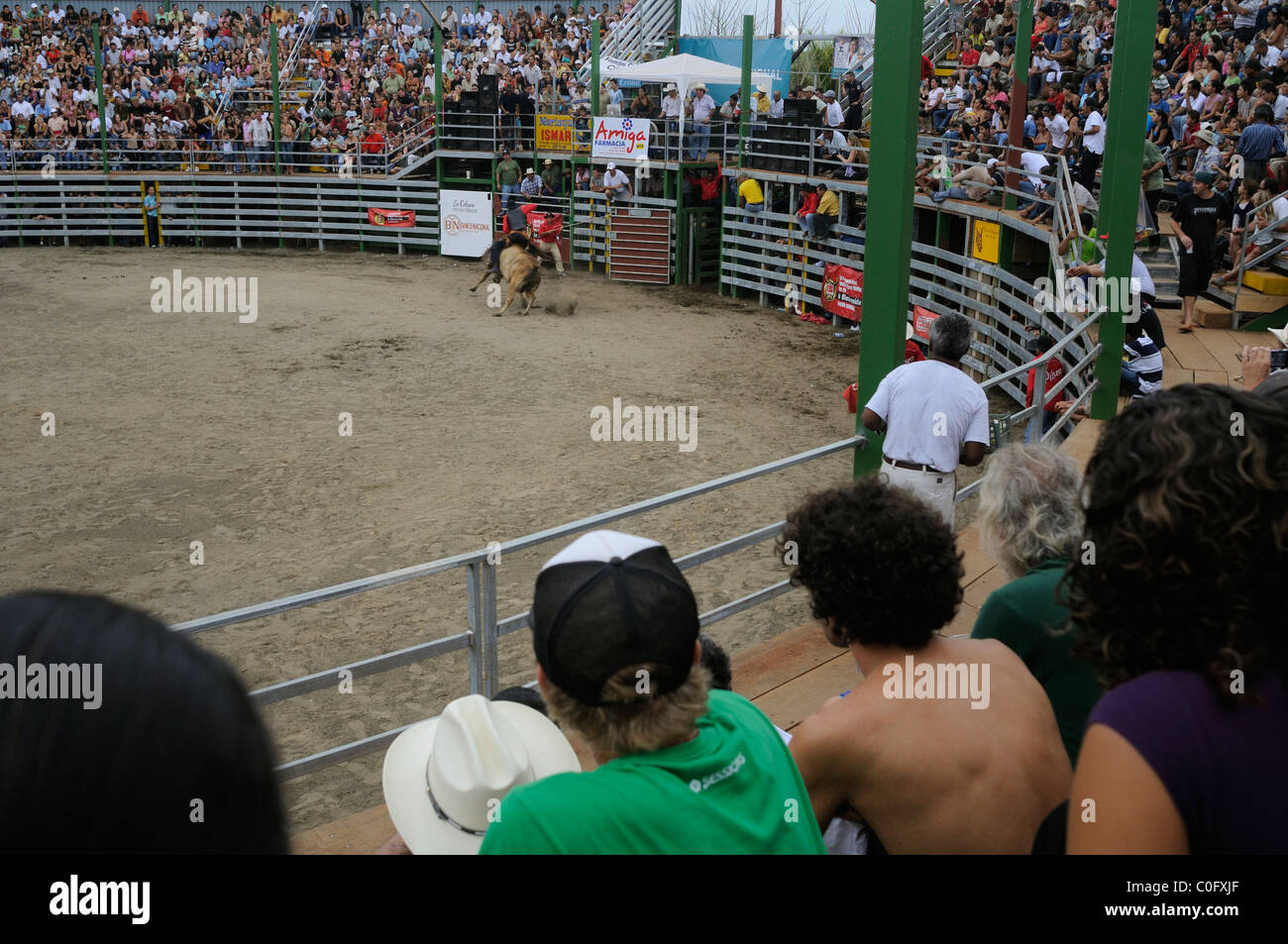Costa Rica Rodeo Brave bull hi-res stock photography and images - Alamy
