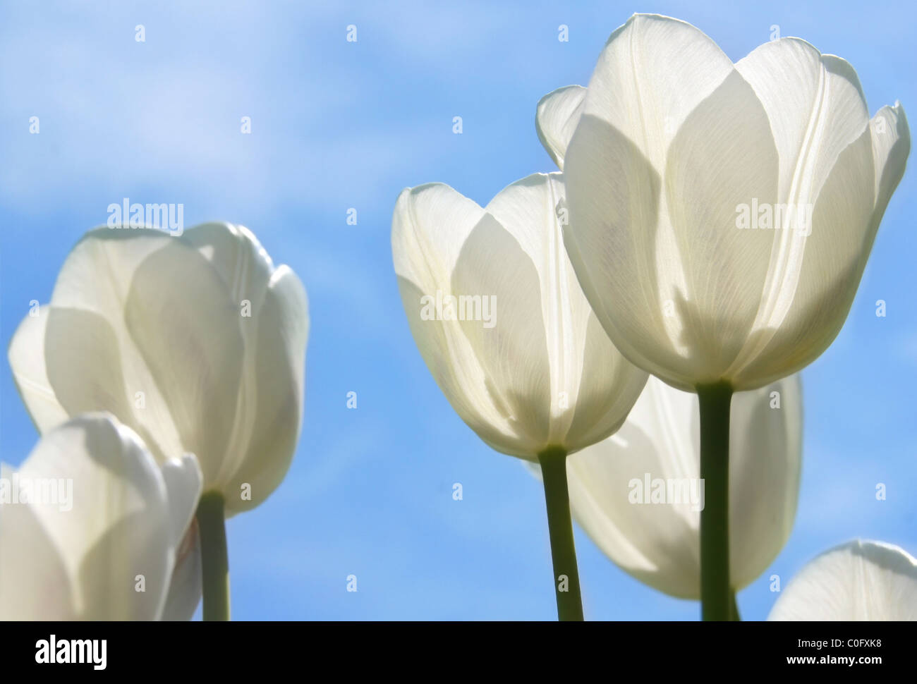 Field of white tulips, sunny day, blue sky Stock Photo - Alamy