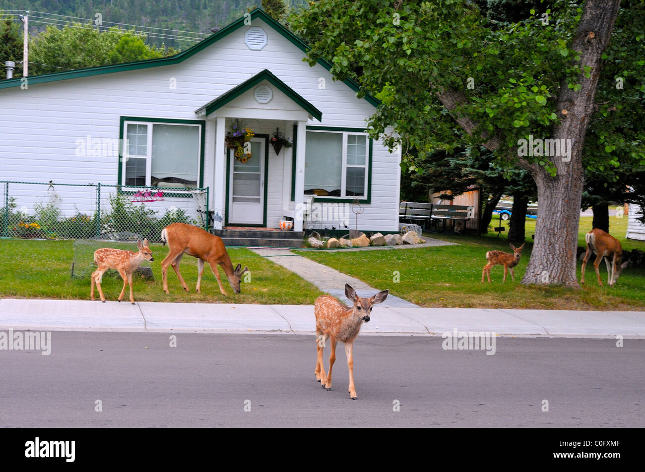 Mule deer feeding on green lawn grass in the town of Waterton Alberta