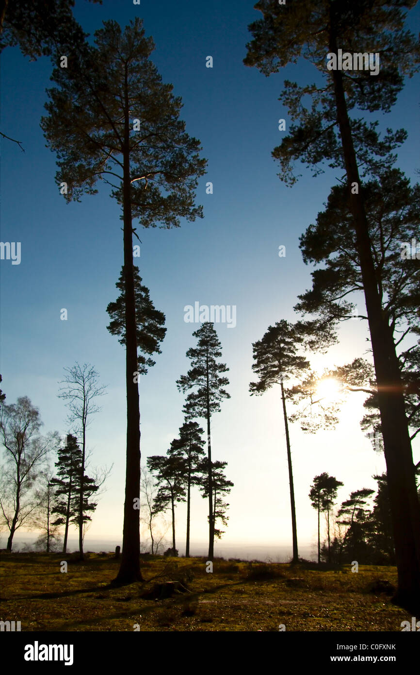 silhouette trees at sunset Stock Photo - Alamy