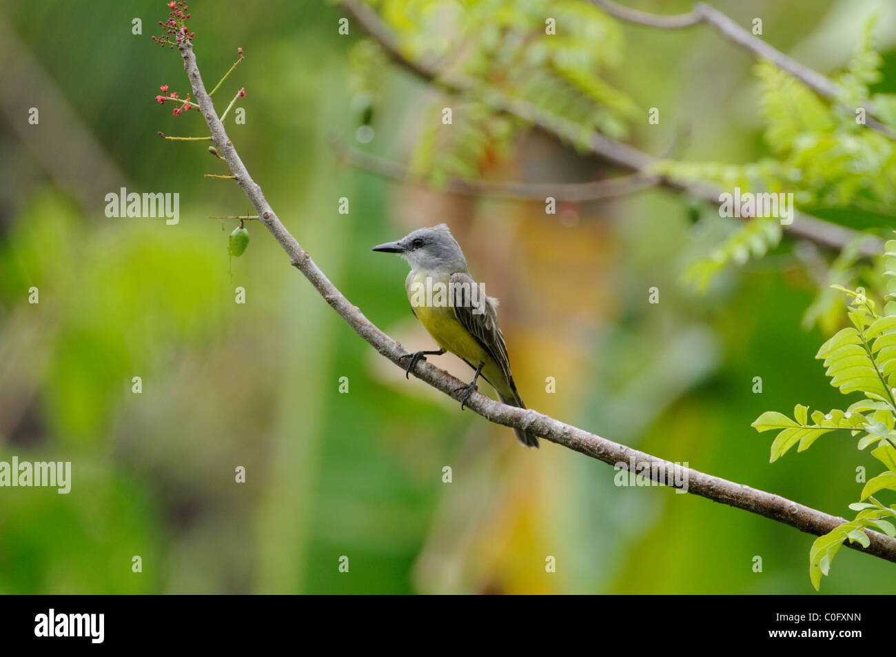 Kingbird (Tyrannus) resting on a branch, Mal Pais Costa Rica Stock Photo