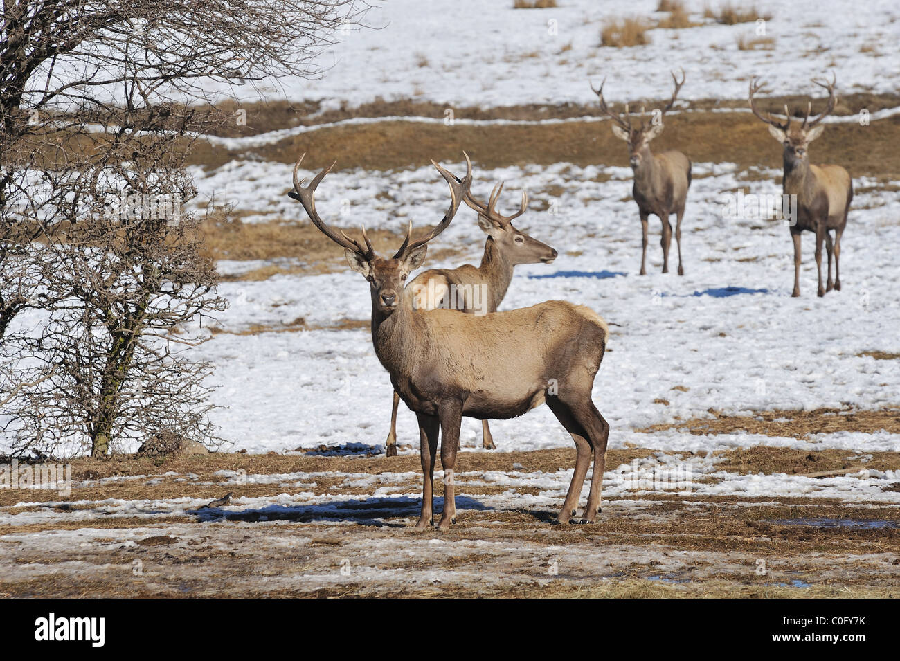 deer in winter Stock Photo