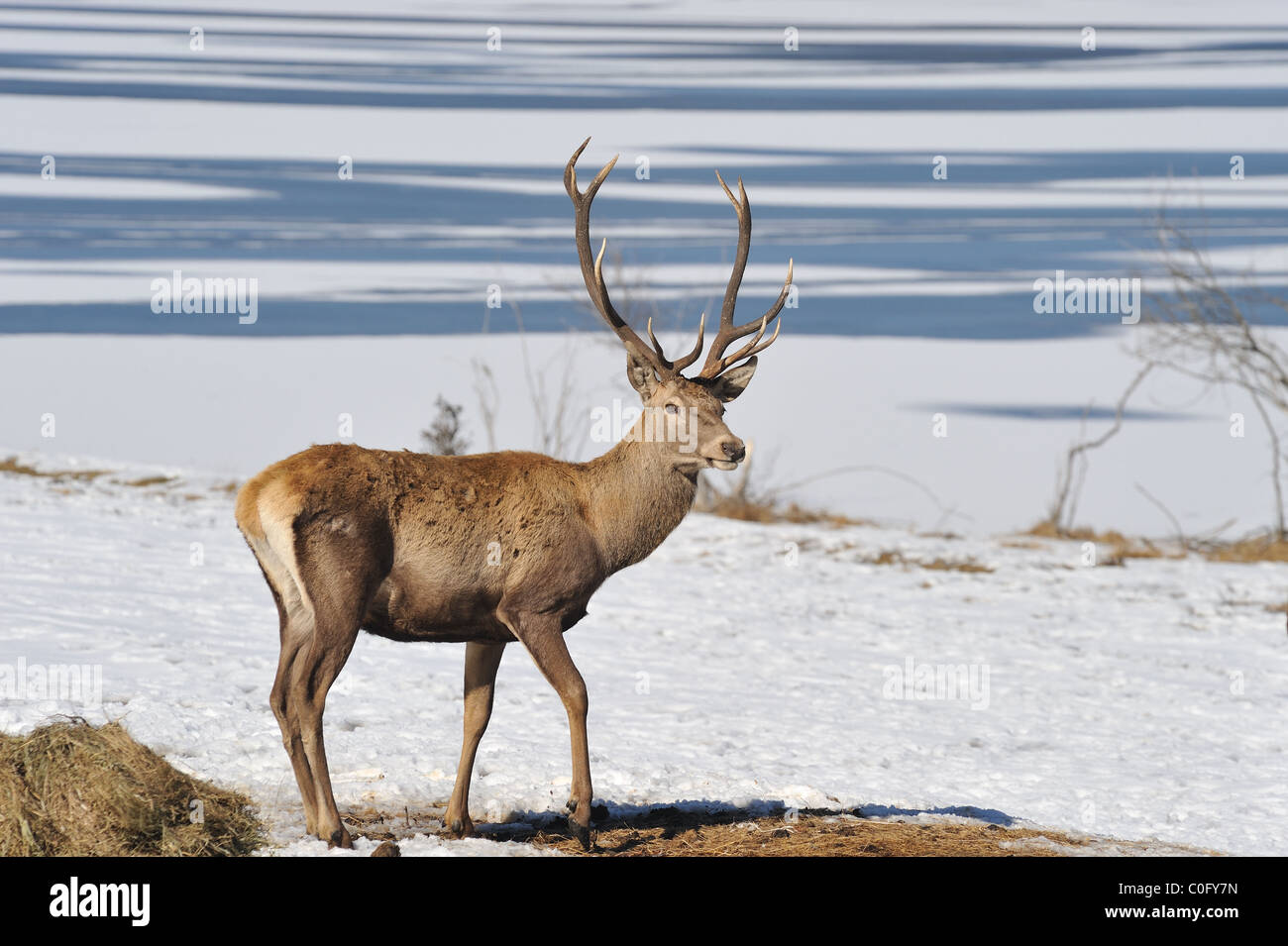 deer in winter Stock Photo