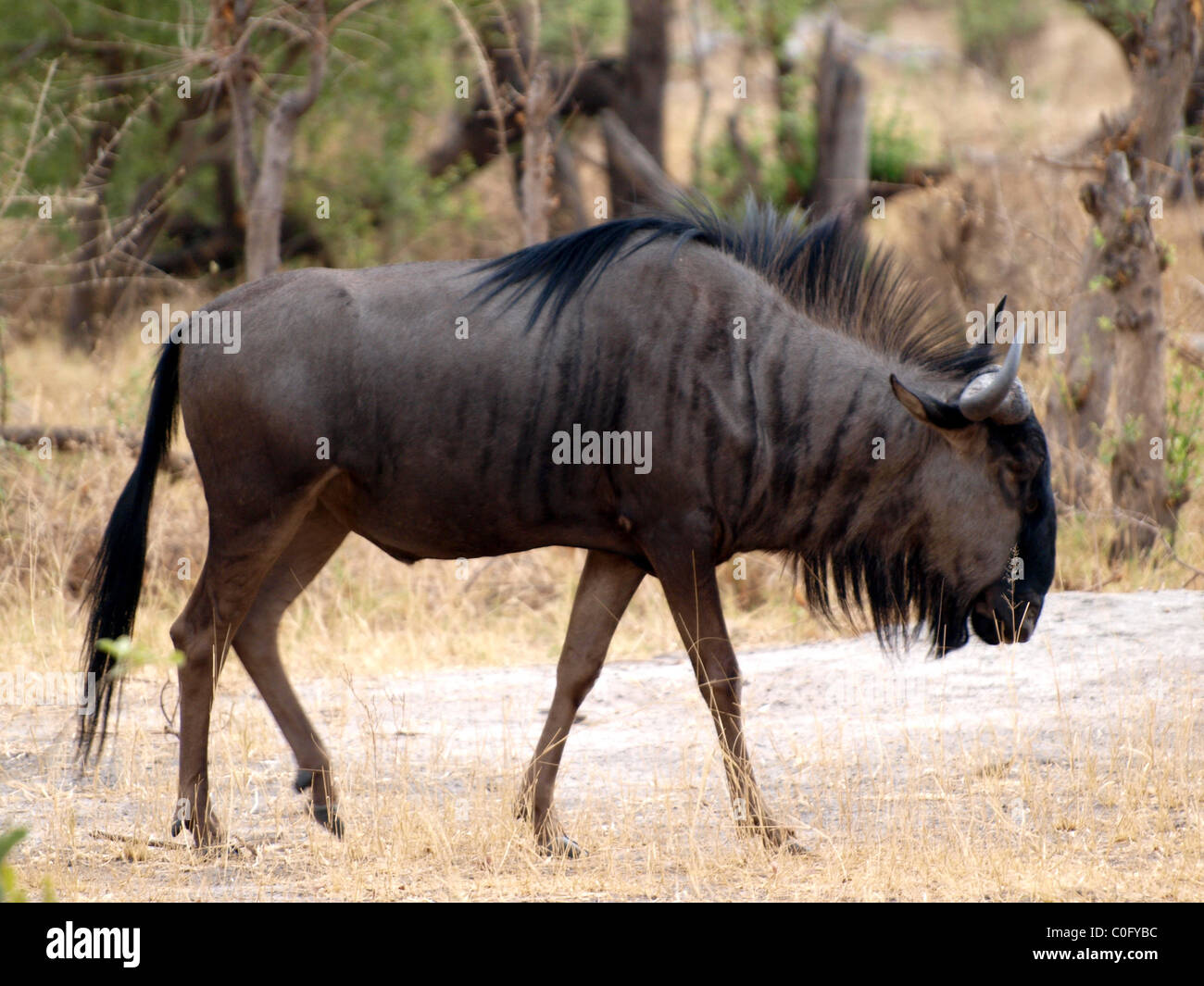 Blue wildebeest Stock Photo