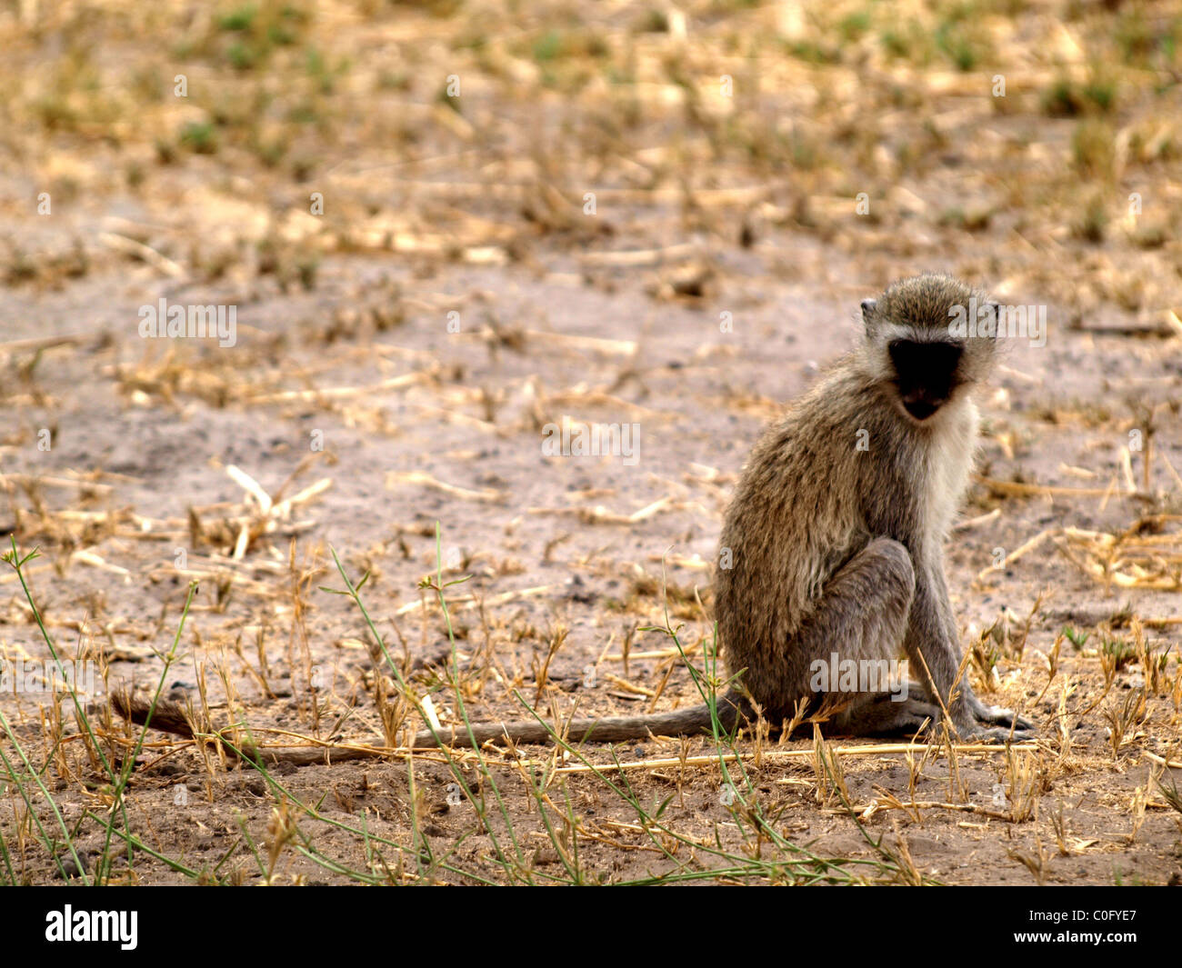 Vervet monkey Stock Photo