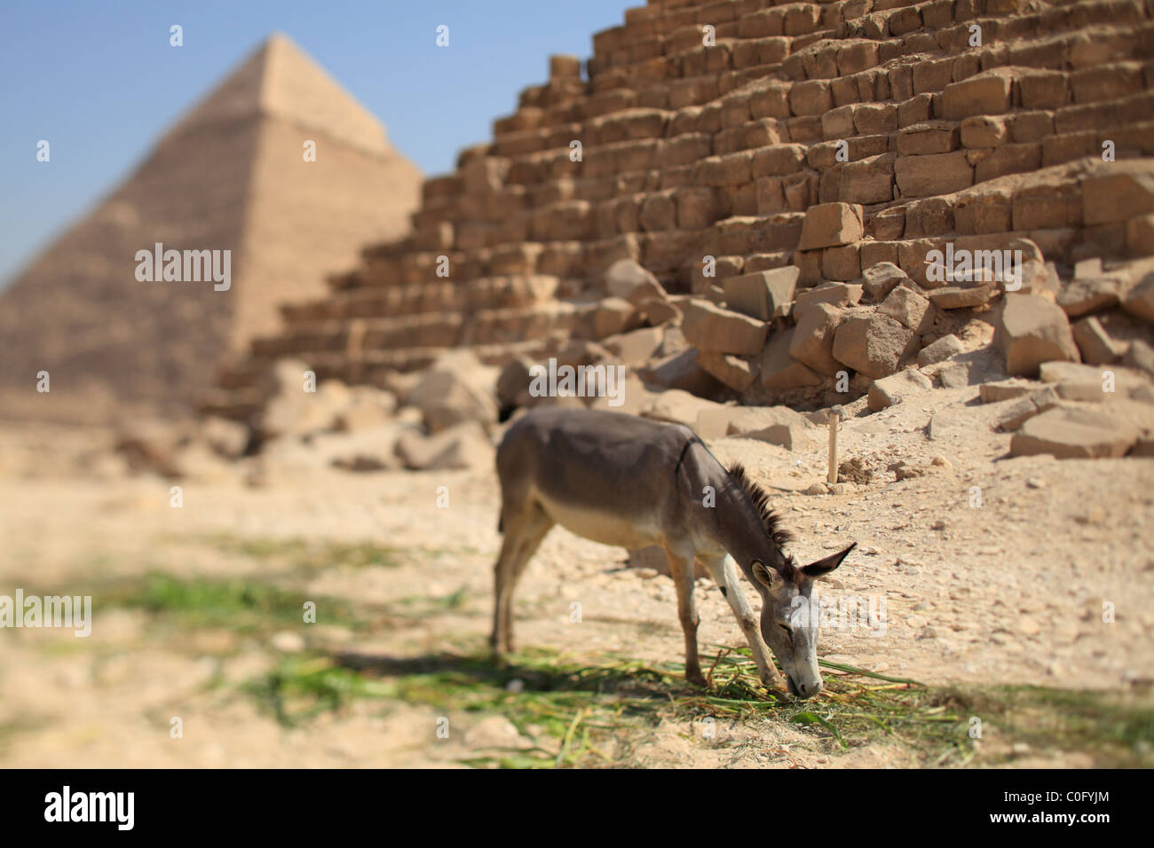 Mule feeding at the pyramids in Giza, Egypt - selective focus. Stock Photo