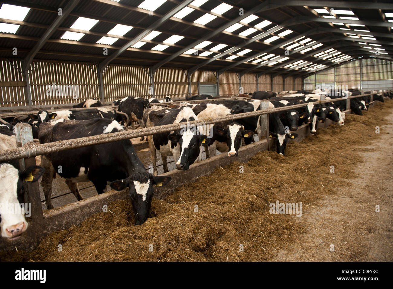 Modern Cattle Shed