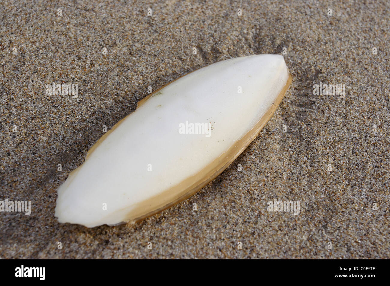 Cuttlebone or cuttlefish bone Stock Photo Alamy