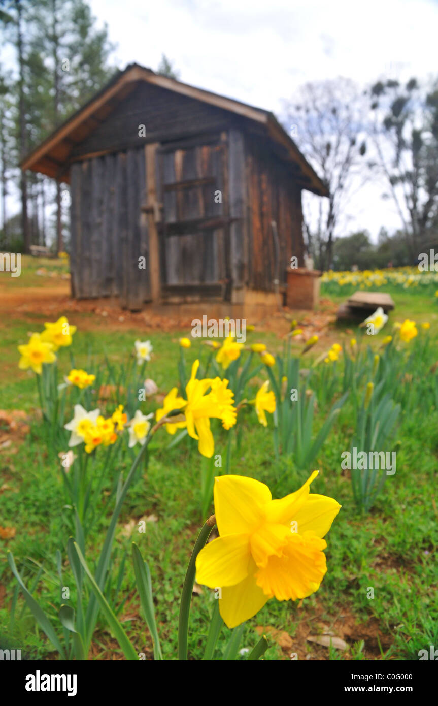 daffodil field and shack Stock Photo Alamy