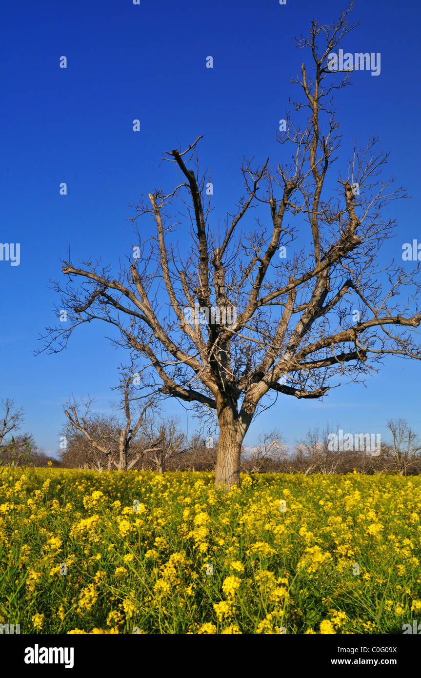 Mustard tree hires stock photography and images Alamy