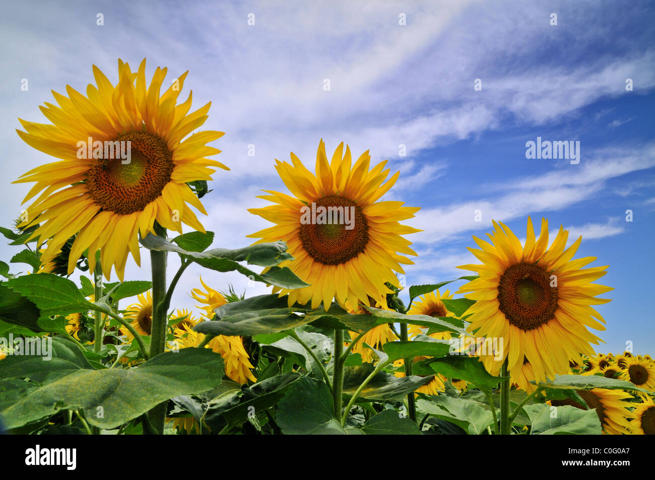 field of sunflowers and blue sky with some clouds Stock Photo - Alamy