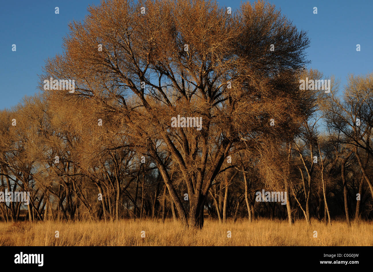 Cottonwood arizona hires stock photography and images Alamy