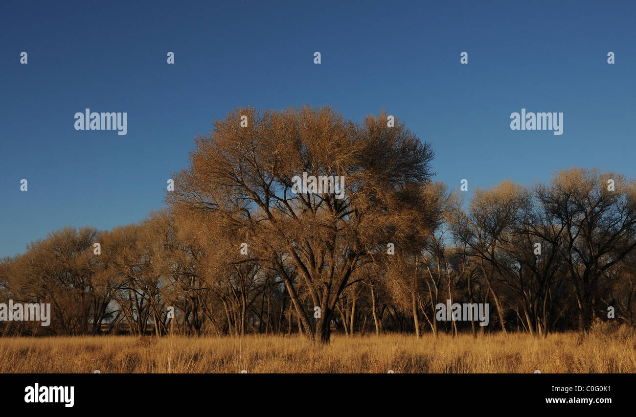 Cottonwood arizona hires stock photography and images Alamy