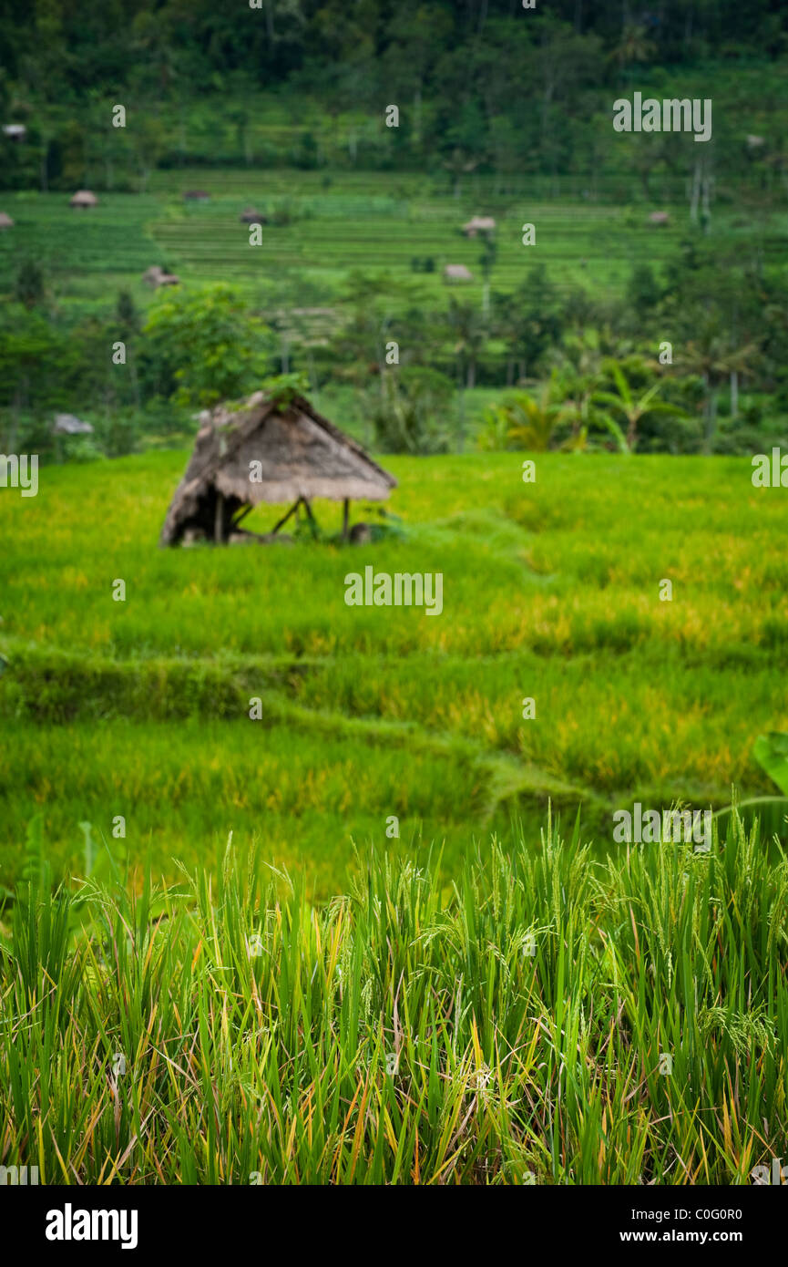 Beautiful rice terraces in bali hi-res stock photography and images - Alamy