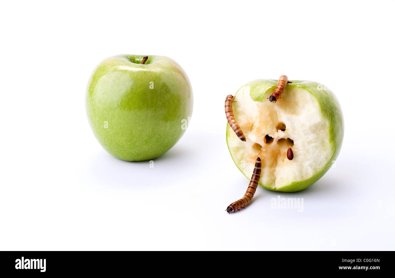 Two green apples, one half eaten with a worms crawling out of the center Stock Photo Alamy