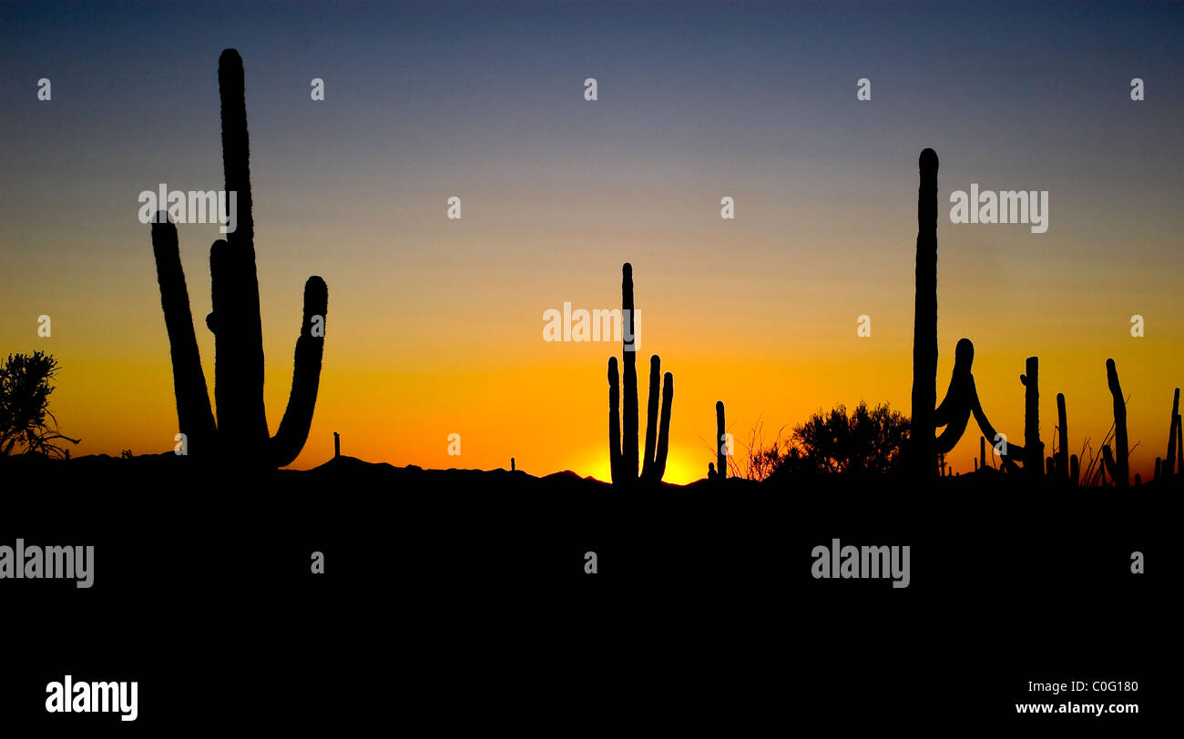 Colorful sunset in Saguaro National Park Stock Photo