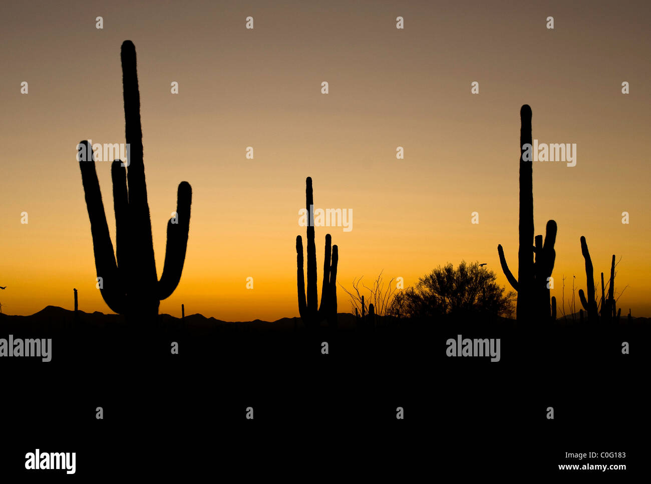 Sunset over Saguaro Cactus Stock Photo