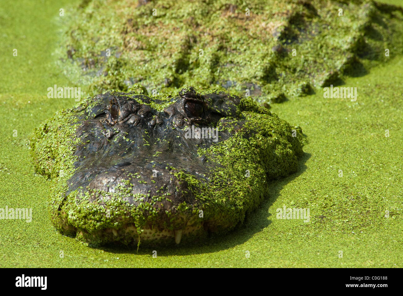 Close up of floating crocodile's head Stock Photo