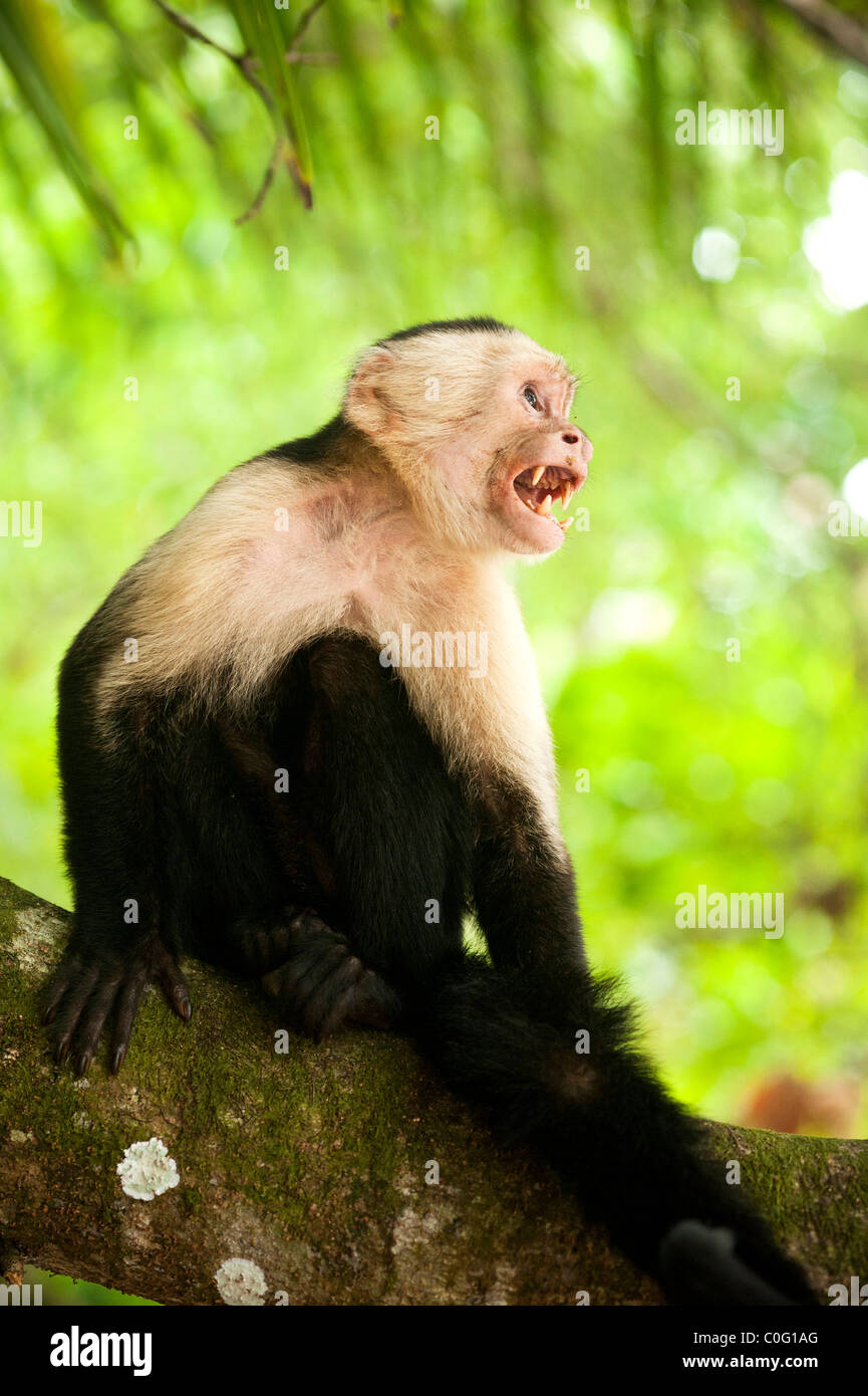 White faced Capuchin monkey, Manuel Antonio National Park, Costa Rica Stock Photo