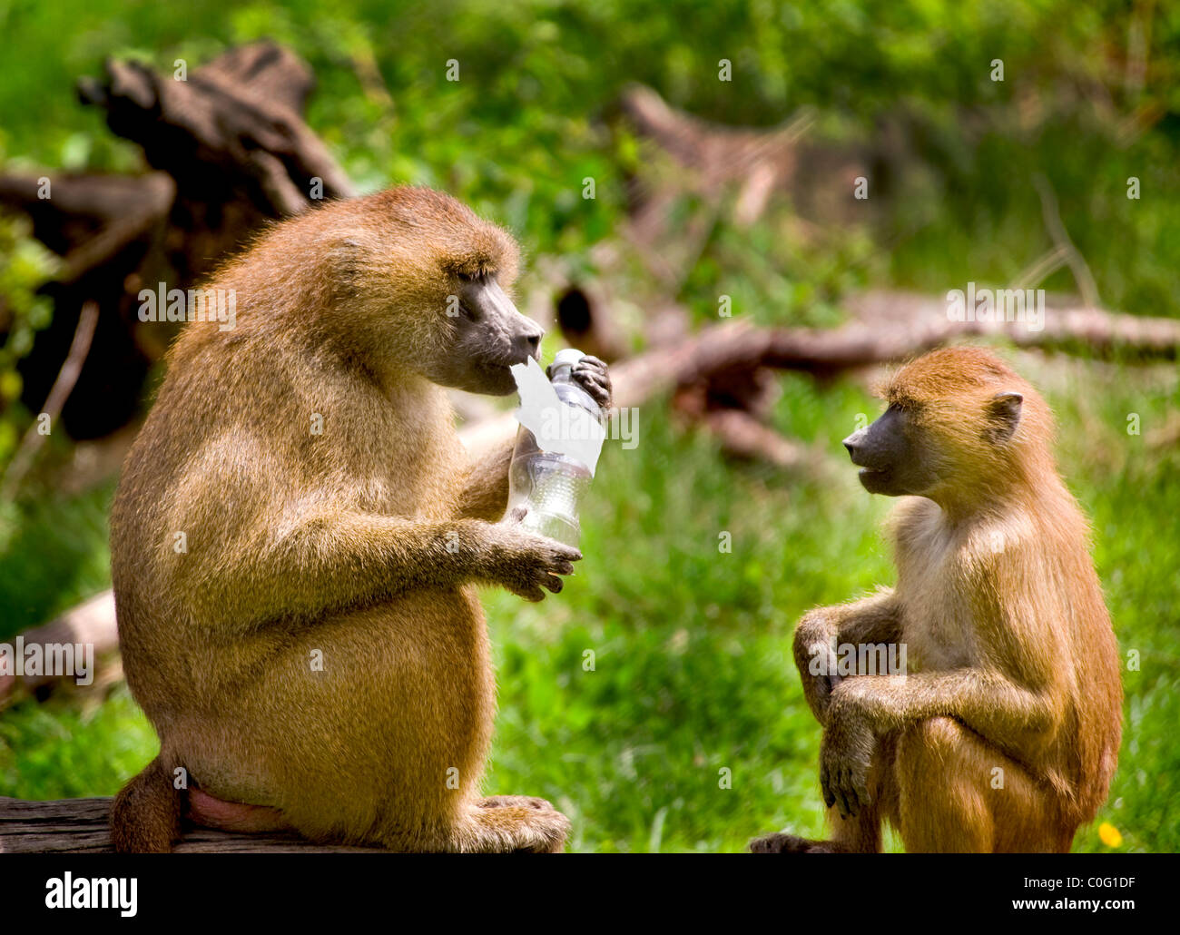 Mother baboon teaches baby Stock Photo