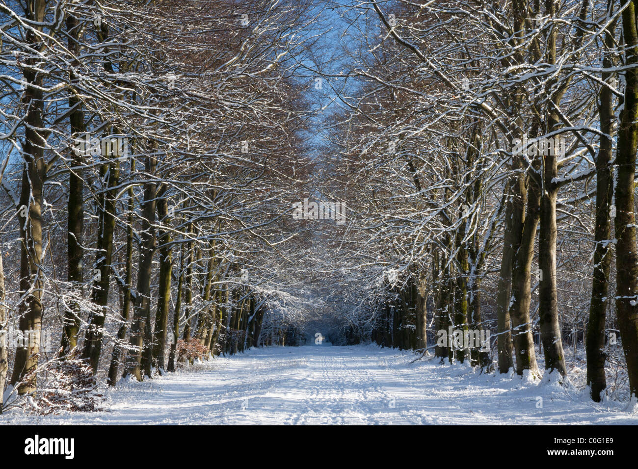 First Broad Drive, the avenue of beech trees that runs through Grovely Wood in Wiltshire. Stock Photo