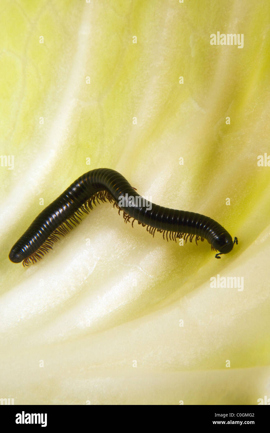 Millepede, Arthropoda, (Pachyiulus communis) Stock Photo