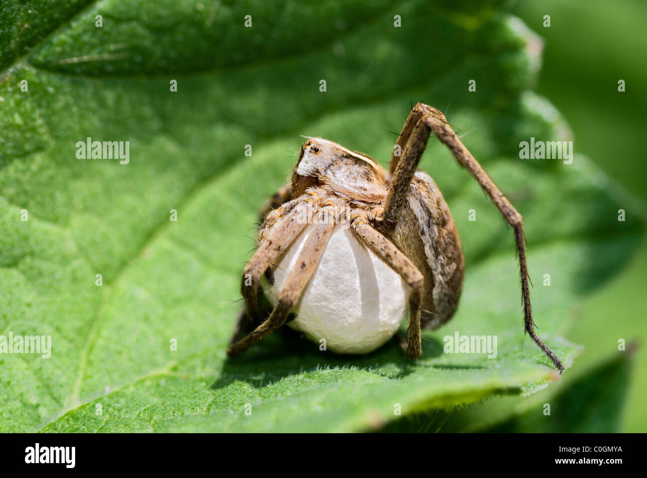 Spider cocoon hi res stock photography and images Alamy