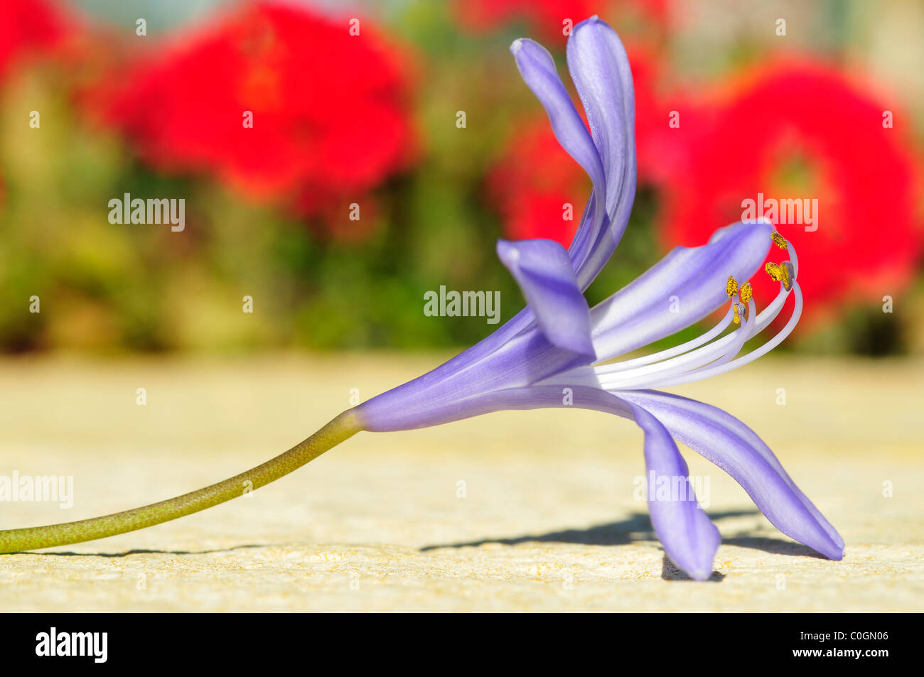 Macro of single agapanthus flower Stock Photo
