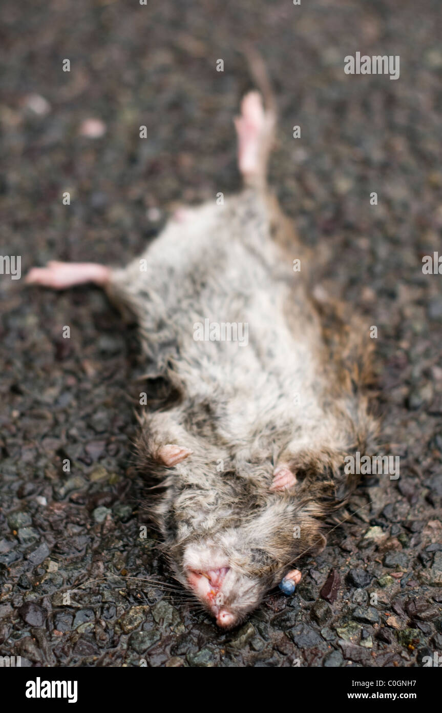 A squashed rat on the roadside. Stock Photo