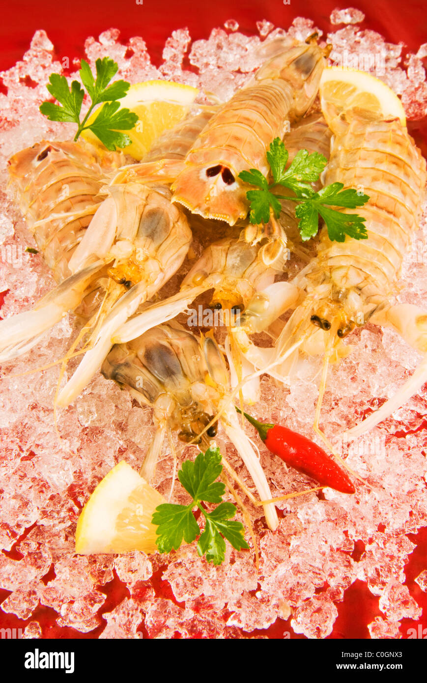 Mantis Shrimps (Squilla mantis), Crustacean in ice Stock Photo