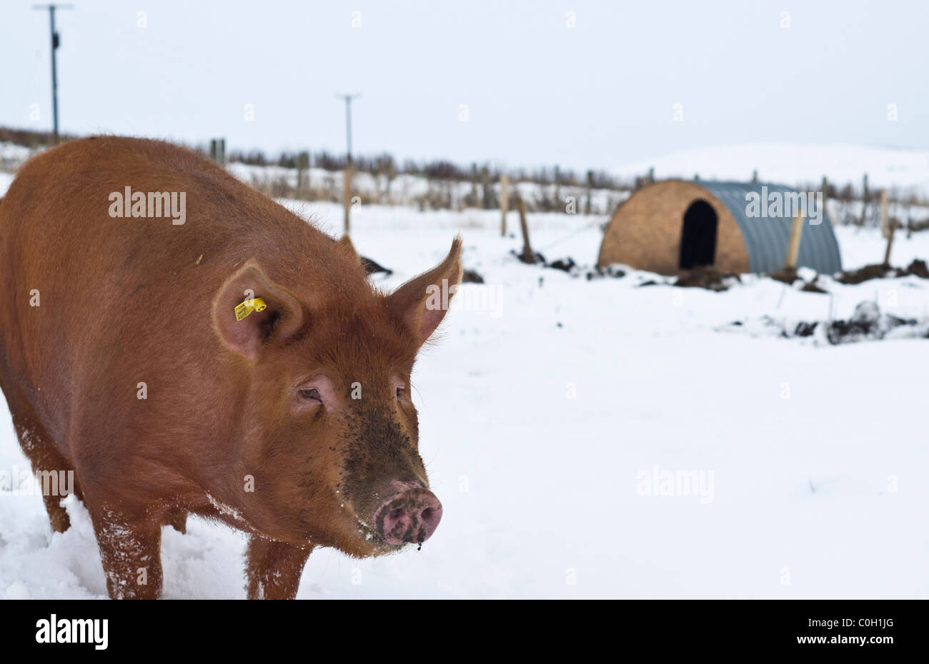 dh  PIG UK Pig and pig sty in the snow Orkney pig farm rural pigs scotland winter Stock Photo
