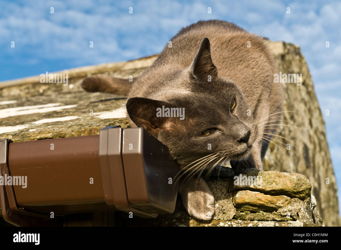 dh Burmese cat CAT UK Burmese pet rubbing neck on gutter leave scene mark and scratching face close up domestic animal Stock Photo