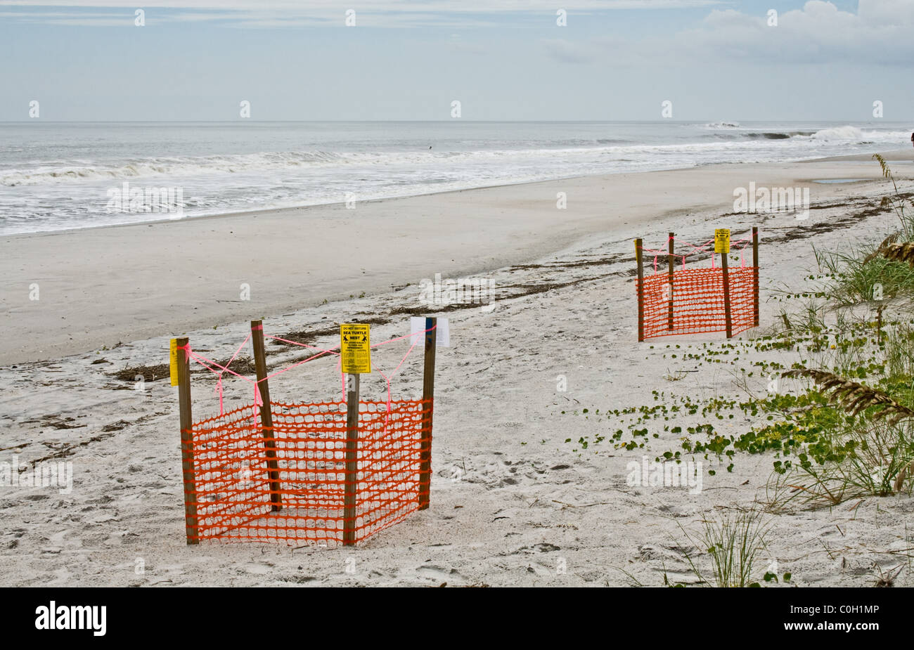 Two Orange plastic fence with warning signs around sea turtles nests in Jacksonville Beach, Florida Stock Photo