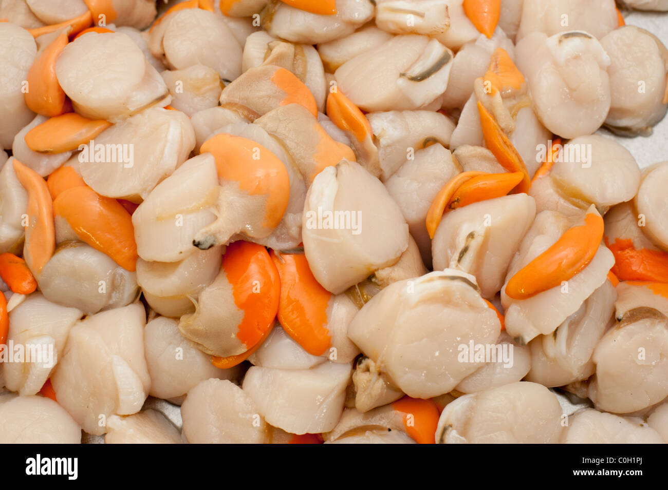Scallops in Rye Harbour Stock Photo
