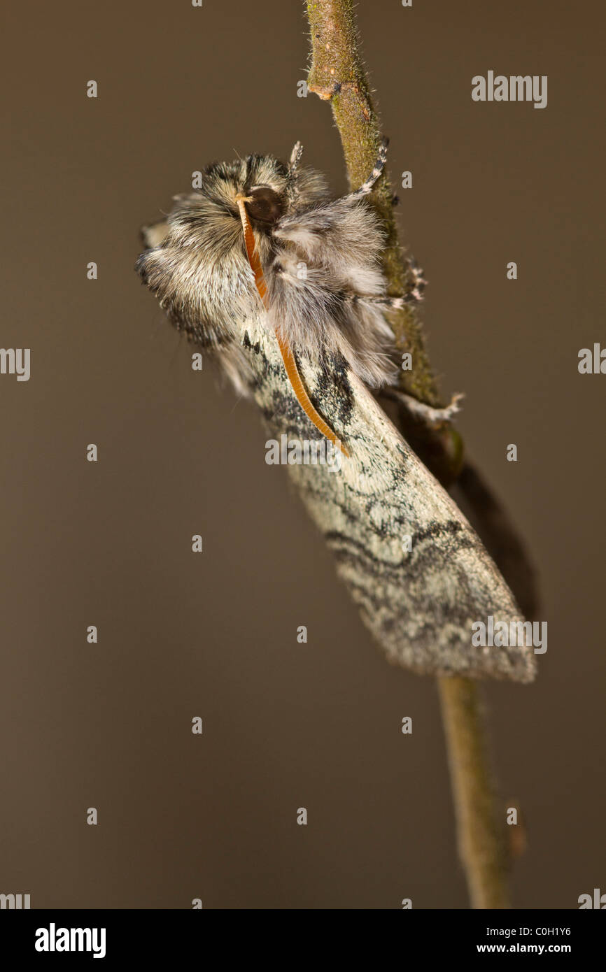 Yellow Horned (Achlya flavicornis galbanus) Stock Photo