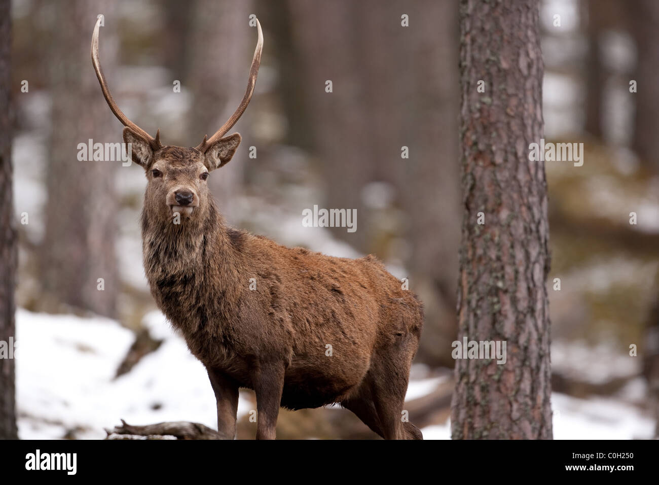 Red Deer Stag in the snow on the Alvie Estate in the Scottish Highlands Stock Photo