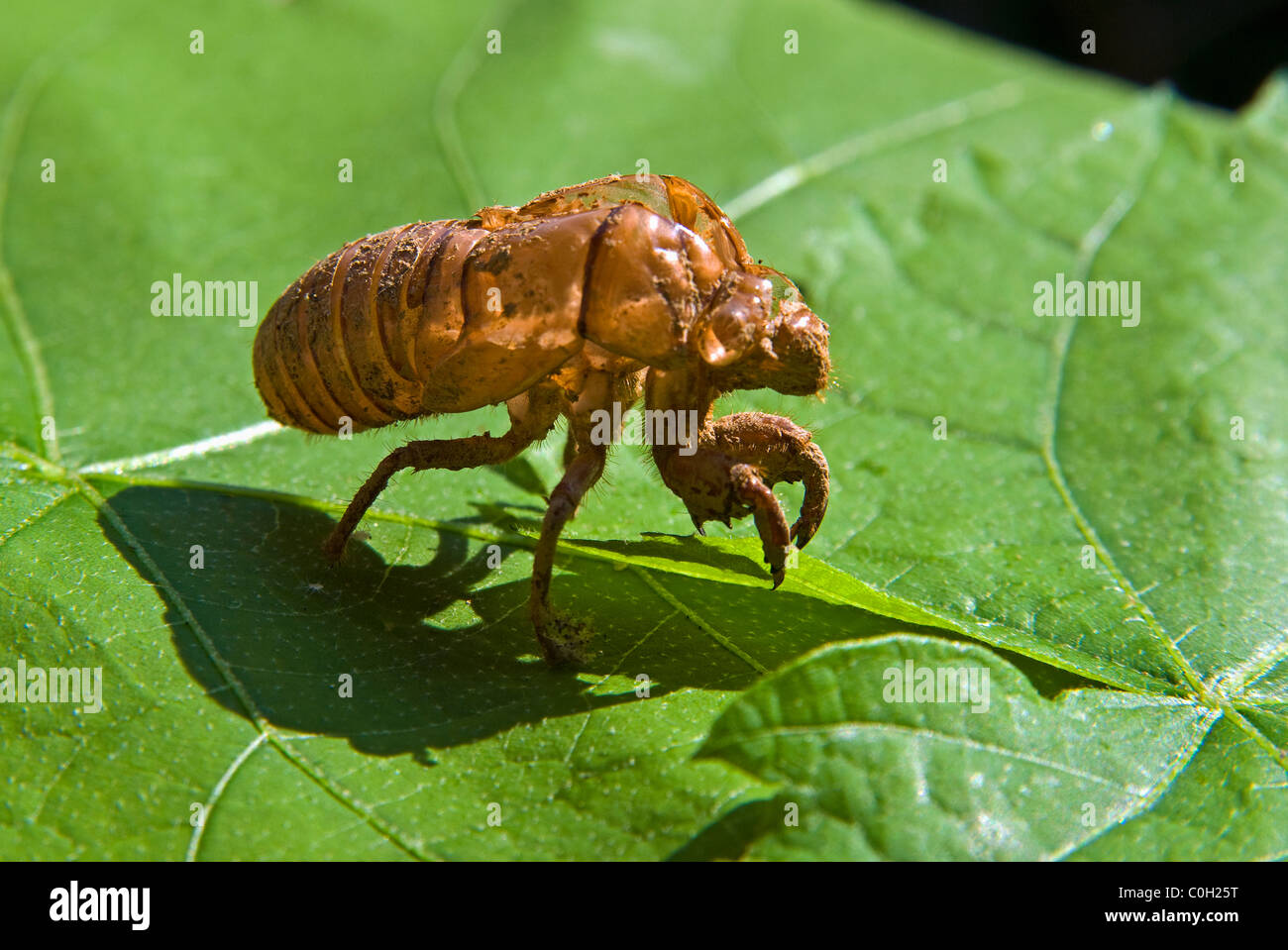 Discarded cicada skin (Cicadidae), Annual cicada, (Tibicen linnei) Stock Photo