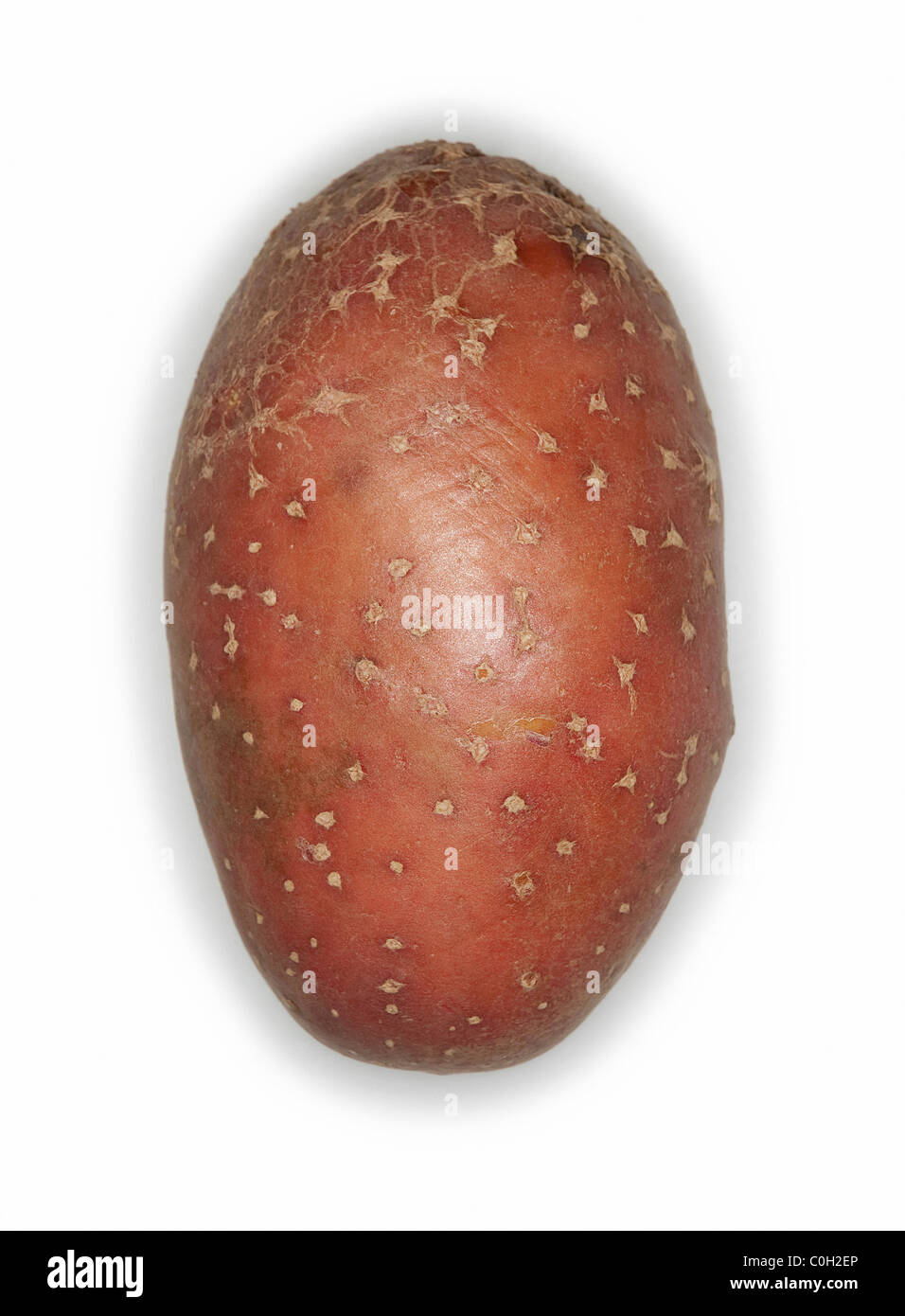 Potatoe on white background Stock Photo