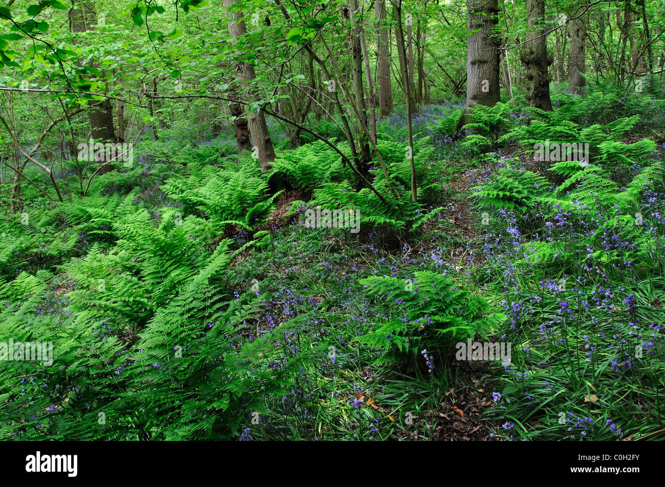 Freshly opened ferns in Ambrose Copse in spring. Wiltshire, UK May 2010 Stock Photo