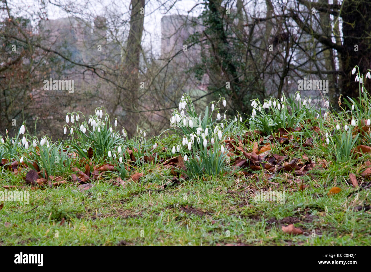Snowdrops flower on the edge of some woodland with Kenilworth Castle as a backdrop. Stock Photo