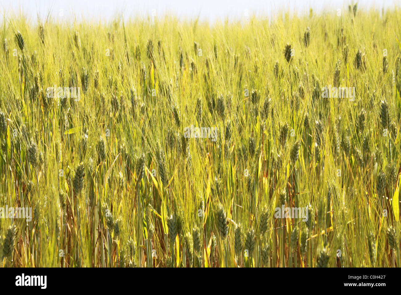 Wheat fields, Val d'Orcia, Tuscany Stock Photo Alamy